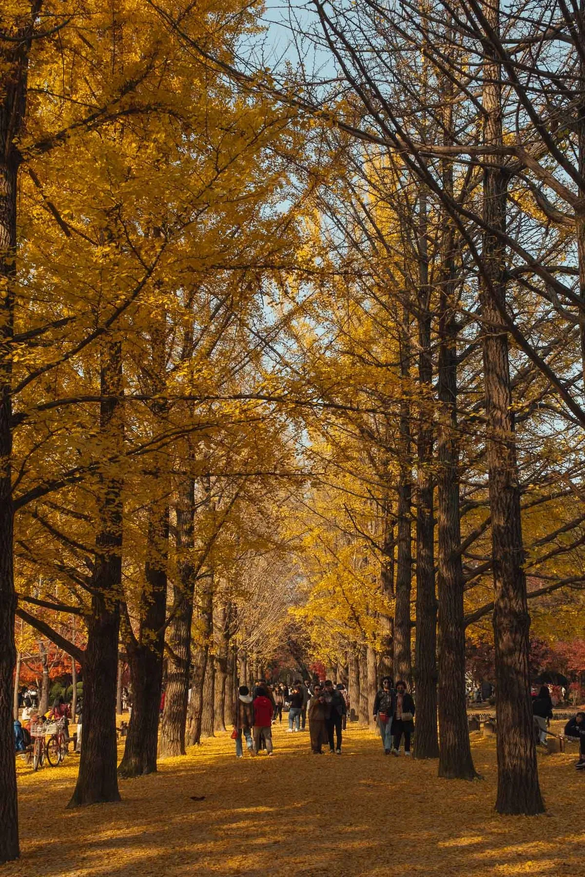 A Travel Story from Nami Island story image