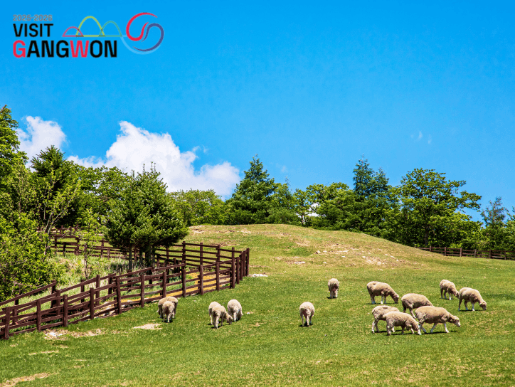 Pyeongchang & Jeongseon 2-Day Tour (Meadow Routes · Sky Road · Sensory Travel) – Seoul Departure