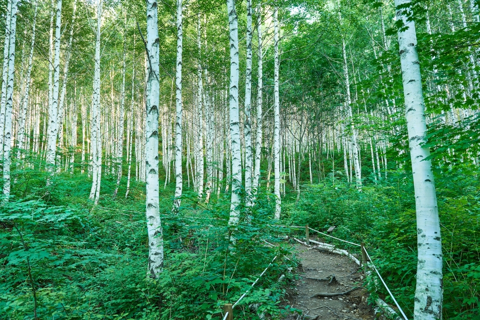 Gangwon-do 2-Day Tour (Inje · Sokcho · Wondae-ri Birch Forest · Seoraksan) – Seoul Departure