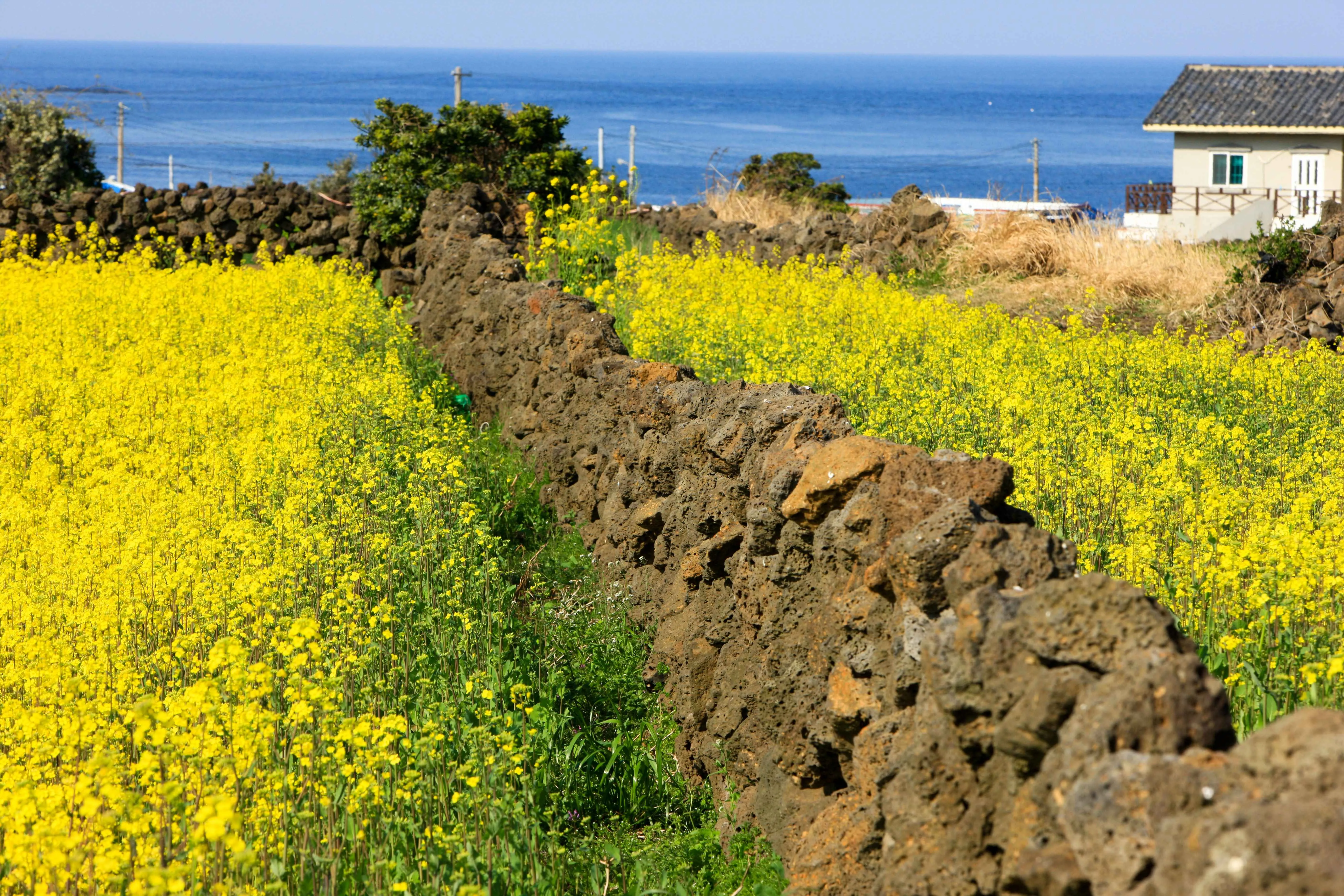 Jeju Island 3-Day Tour for Travelers – Departing from Seoul