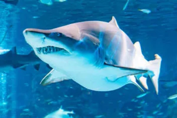 COEX海洋世界，首尔水族馆官方门票