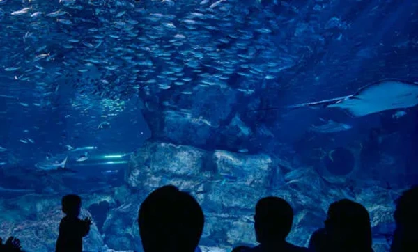 COEX海洋世界，首尔水族馆官方门票