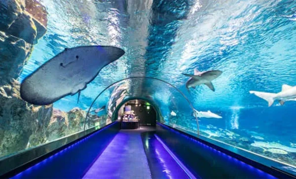 COEX海洋世界，首尔水族馆官方门票